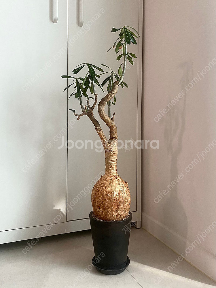 괴근식물 아데니움 소말렌스 판매합니다.--1